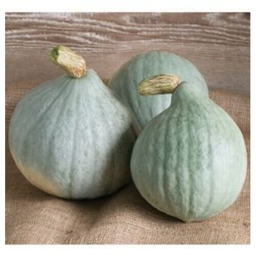 Ķirbis 'Baby Blue'
